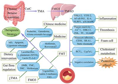 Targeting Trimethylamine N-Oxide: A New Therapeutic Strategy for Alleviating Atherosclerosis